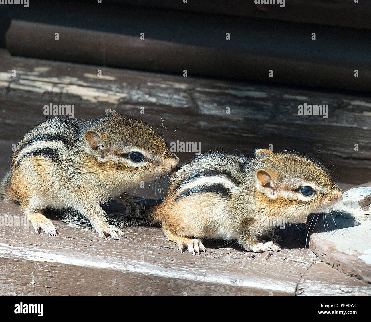 Chipmunk Tier Babys in ihrer Umgebung und die umliegenden Aufdeckung ihrer braunen Spaß und Kopf. Stockfoto