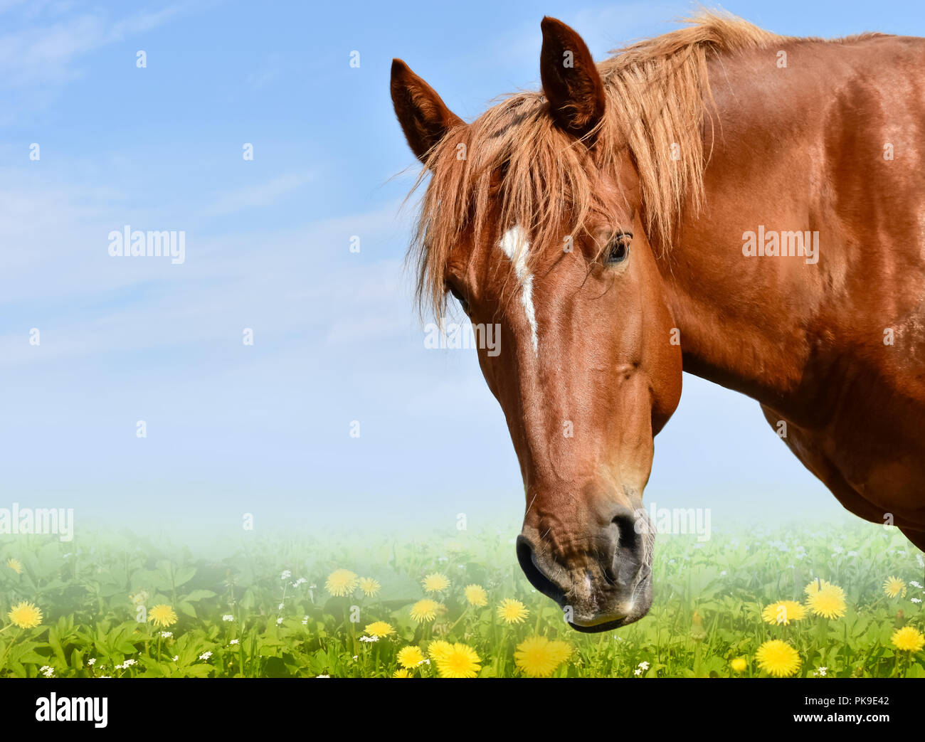 Pferd Kopf mit blauer Himmel isoliert Stockfoto