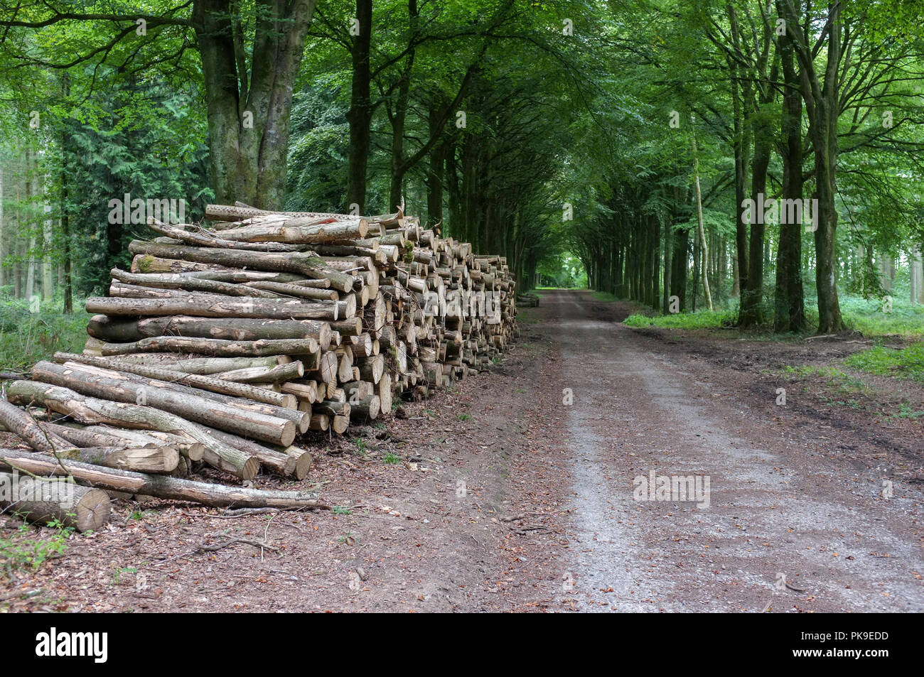 Ordentlich gestapelte frisch geschnittenen Holz in Grovely Woods in der Nähe von Wilton Wiltshire England. 2018. Stockfoto