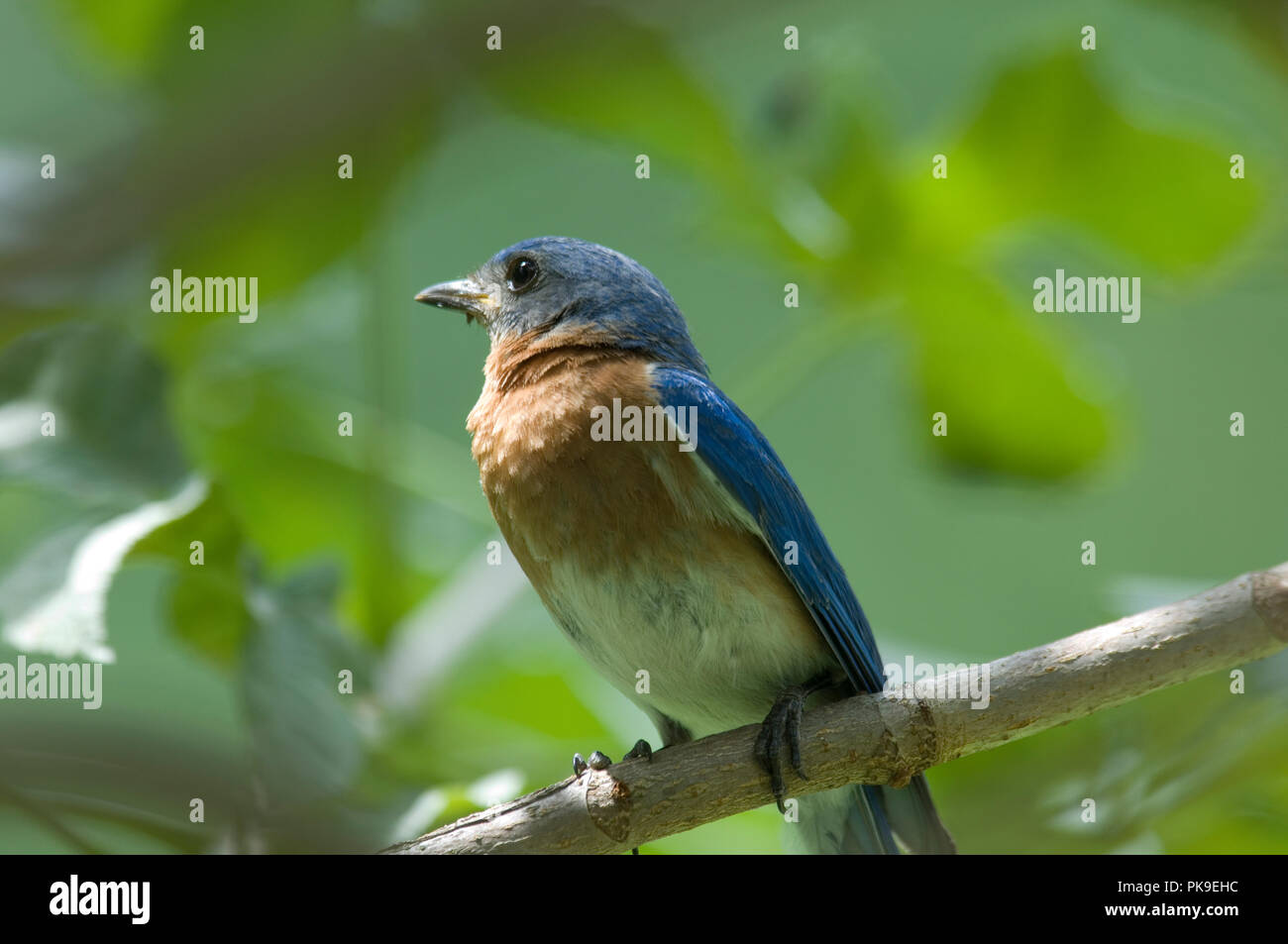 Eastern Bluebird:: Sialia sialis Stockfoto