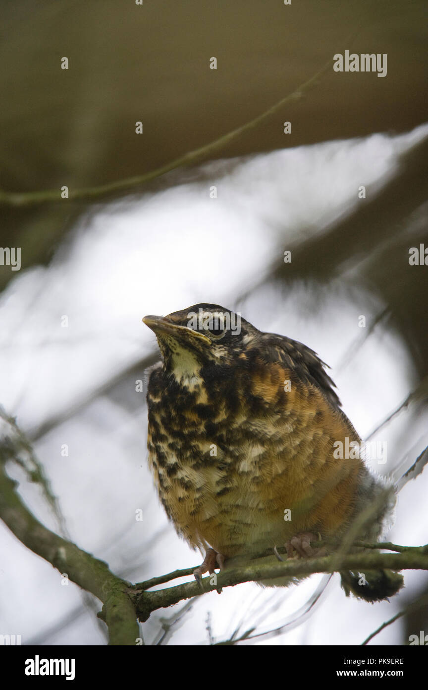 American Robin:: Turdus migratorius Stockfoto