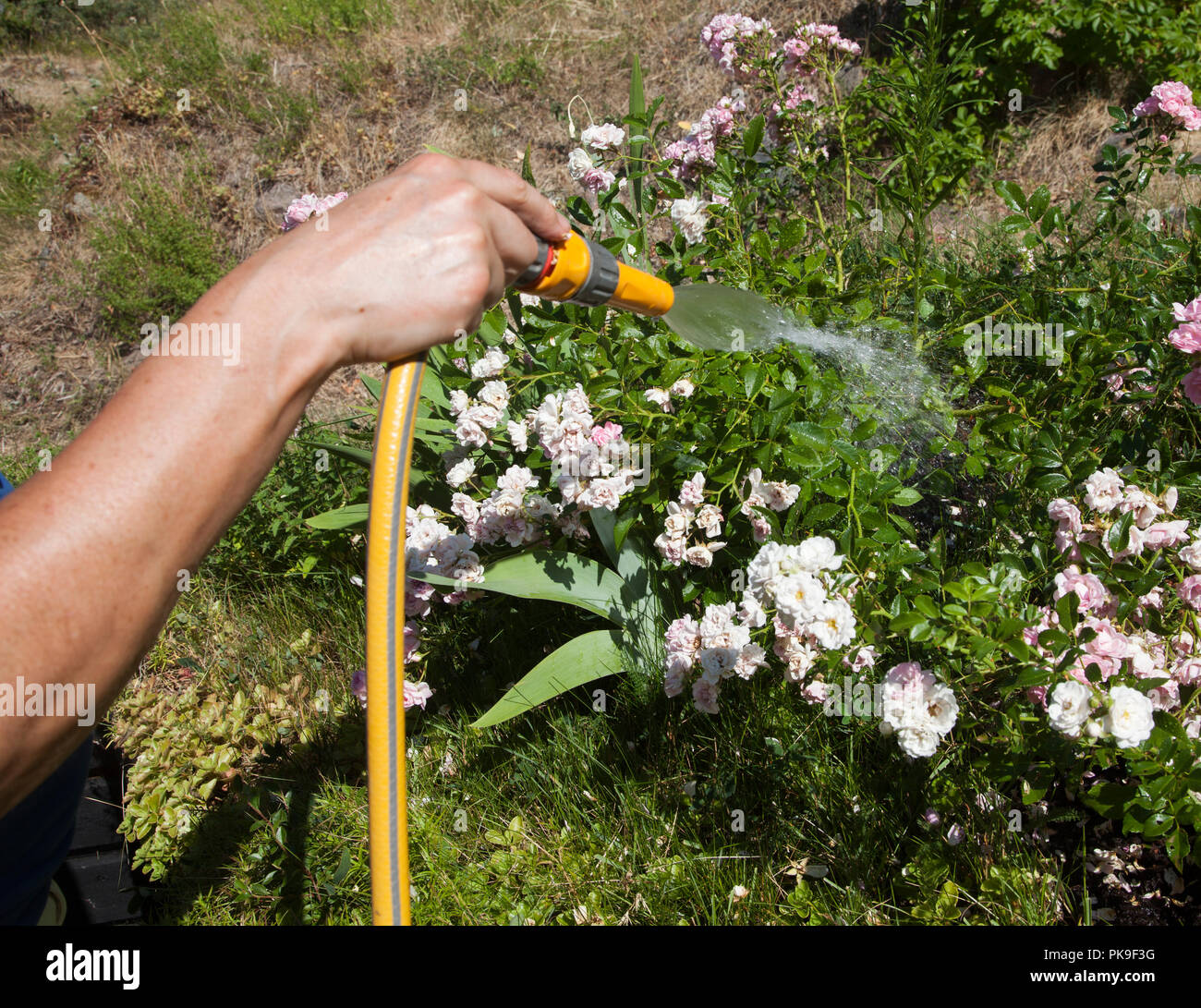 Mit dem Schlauch für die Bewässerung im Garten 2018 Stockfoto
