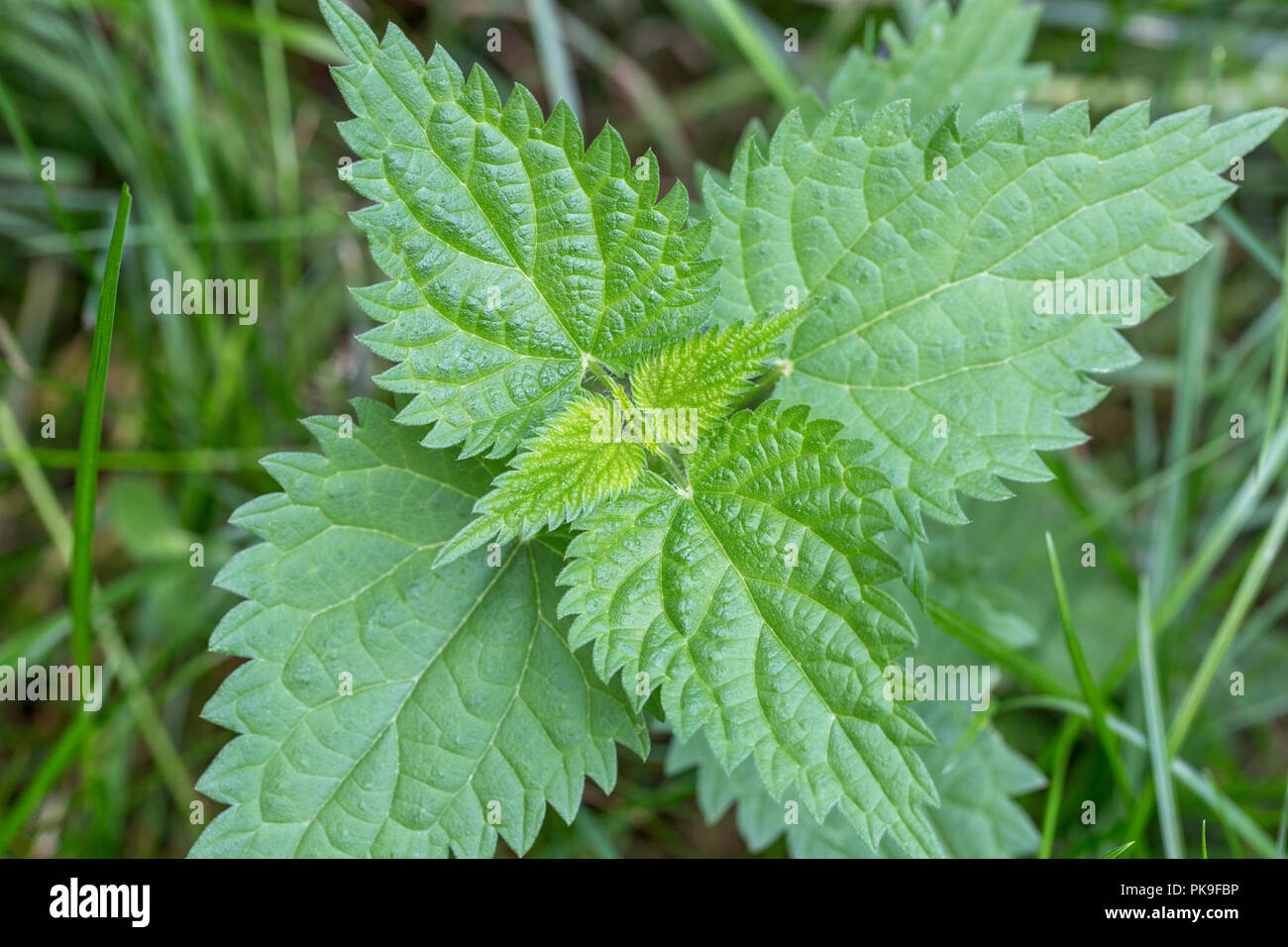 Gemeinsame oder Brennnessel, Urtica dioica, kleine Pflanze Makro, selektiver Fokus, flacher Freiheitsgrad. Stockfoto