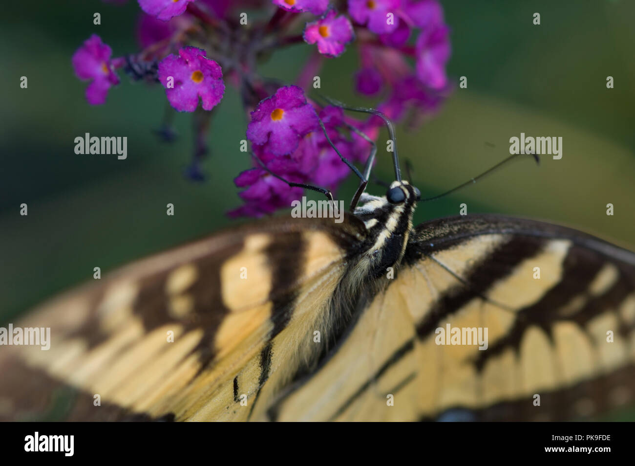 Tiger Swallowtail; Pterourus glaucus Stockfoto