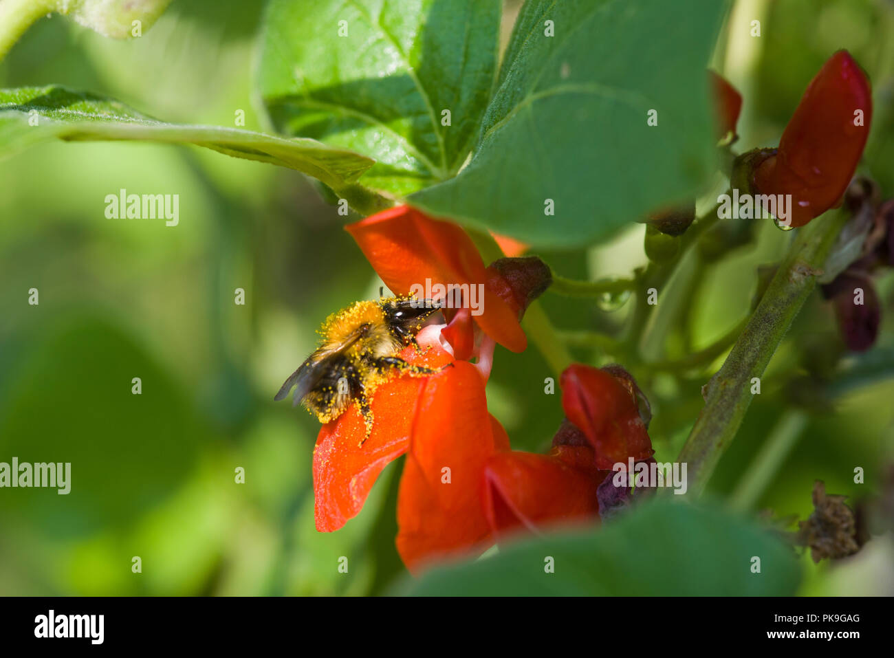 Pollen beladene Hummel auf einer roten Prunkbohne Blüte Stockfoto