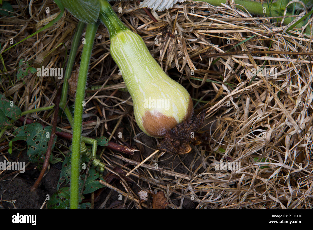 Blütenendenfäule auf aButternut Squash Stockfoto