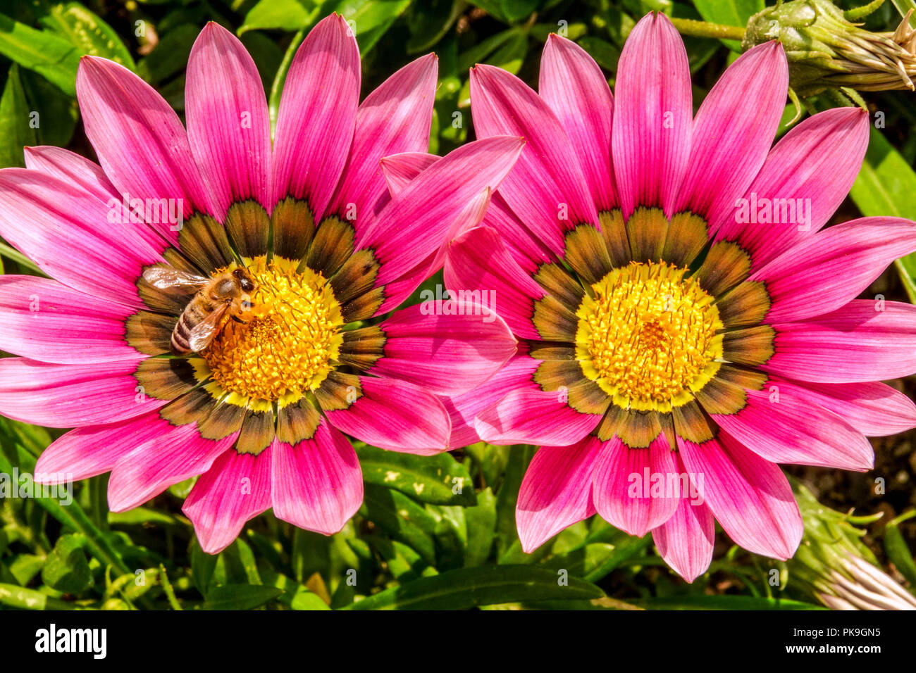 Gazania rigens 'rosa Töne', Schatz Blume, Biene auf Blume Stockfoto