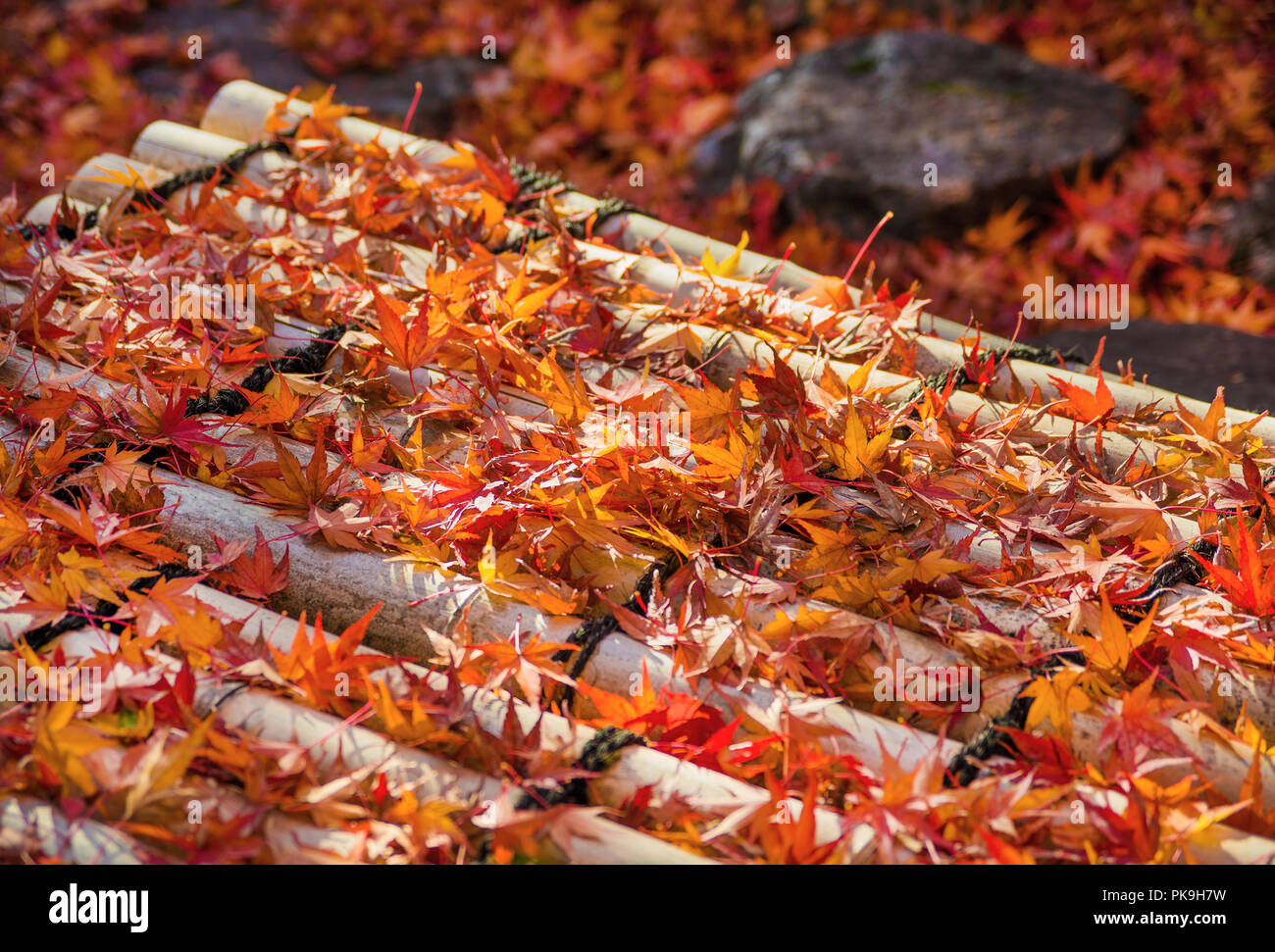 Herbst in Japan. Rote Ahornblätter auf Bambus Stockfoto