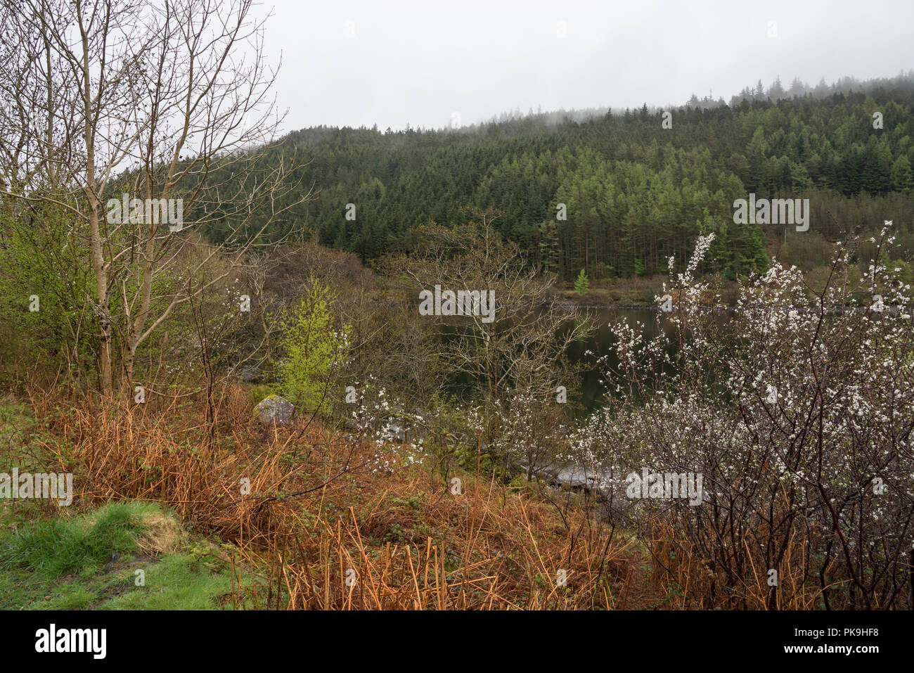 Regnerischen Frühlingstag am Llyn Crafnant Trefriw in der Nähe von Snowdonia, North Wales. Stockfoto