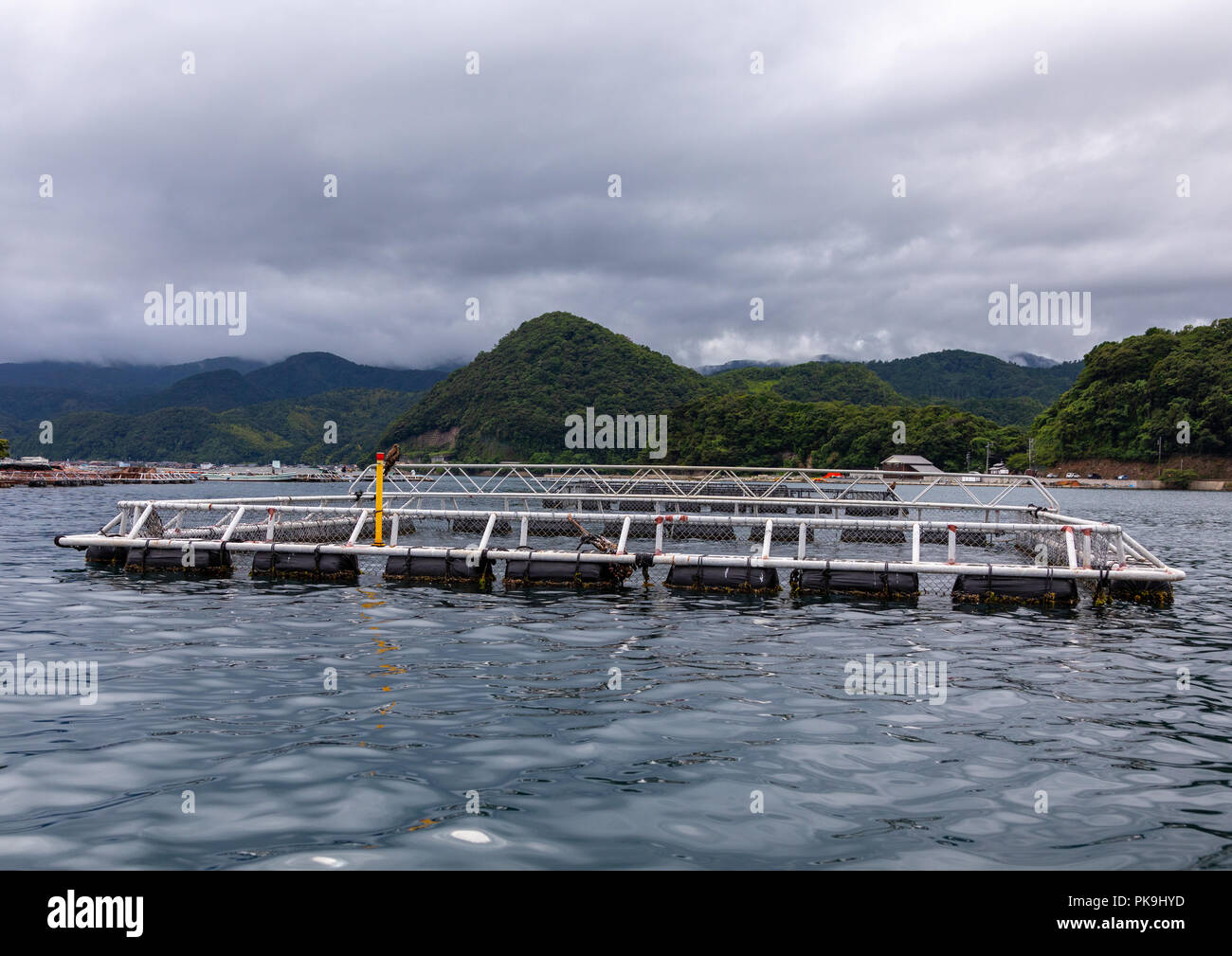 Fischzucht im Meer, Präfektur Kyoto, Ine, Japan Stockfoto