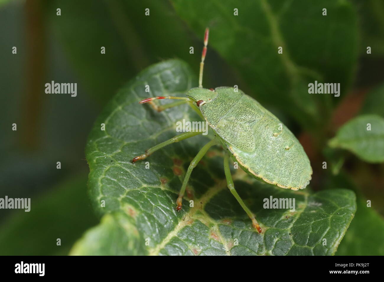 Grünes Schild bug Stockfoto
