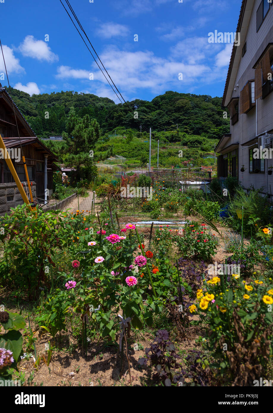 Blumen in einem Haus Garten, Präfektur Kyoto, Ine, Japan Stockfoto