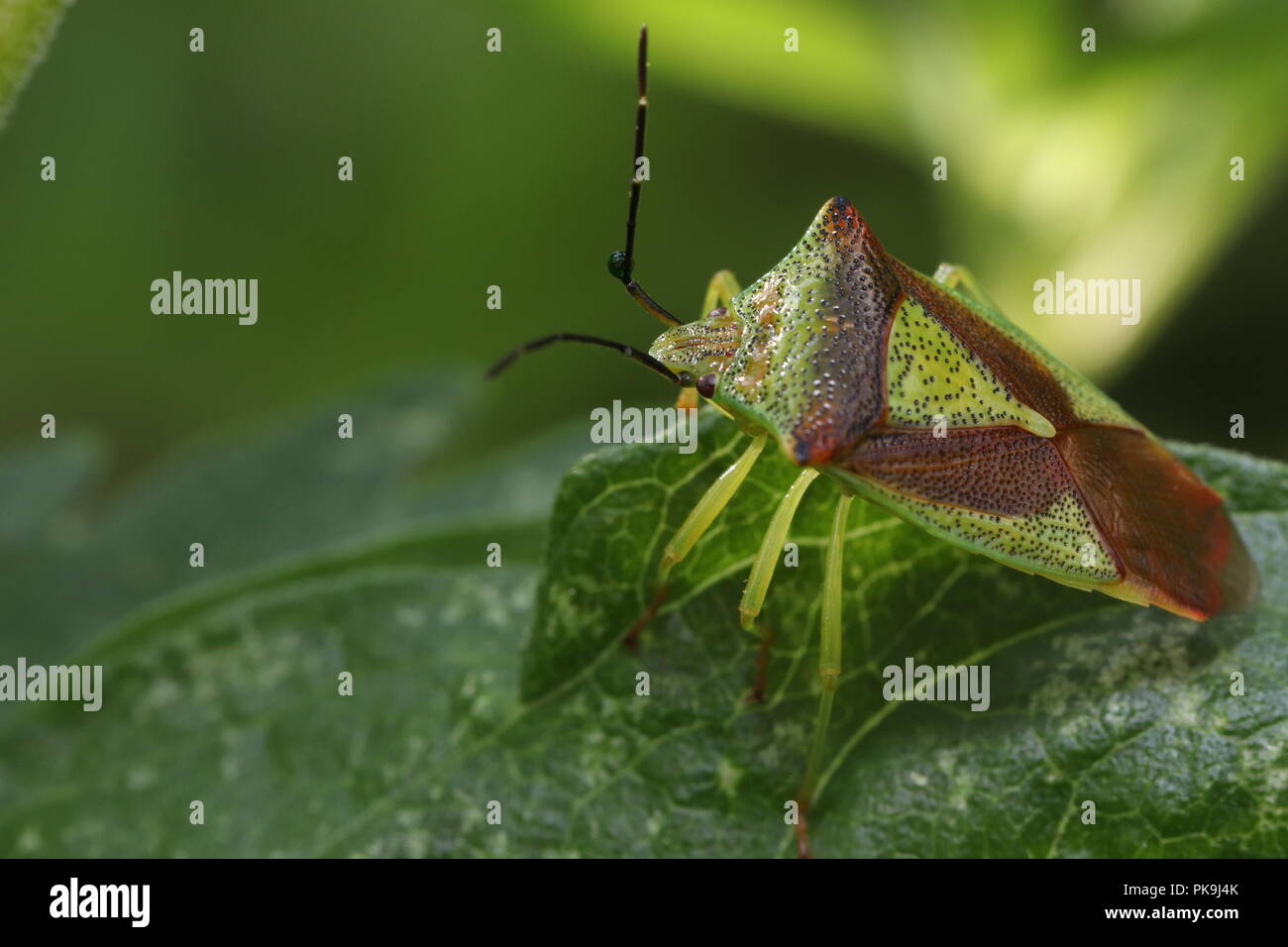Weißdorn shield Bug auf dem Blatt Makro Nahaufnahme Foto Stockfoto