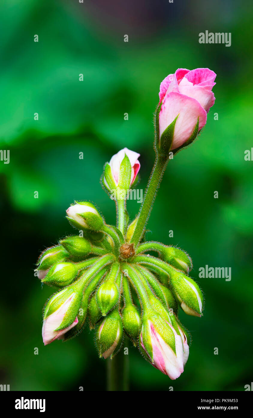 Ein Bündel von Pink Geranium Blütenknospen, mit einer in den Prozess der Öffnung. Mehrere Bilder kombiniert mit Schwerpunkt stapeln. Stockfoto