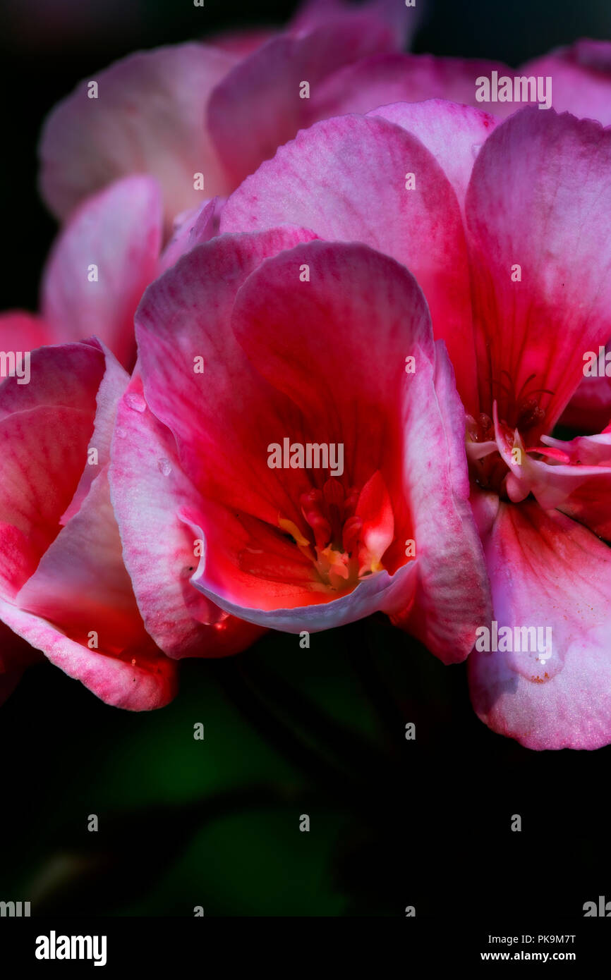 Aus der Nähe zu sehen. Eine Reihe von rosa Blumen. Mehrere Bilder kombiniert mit Schwerpunkt stapeln. Stockfoto