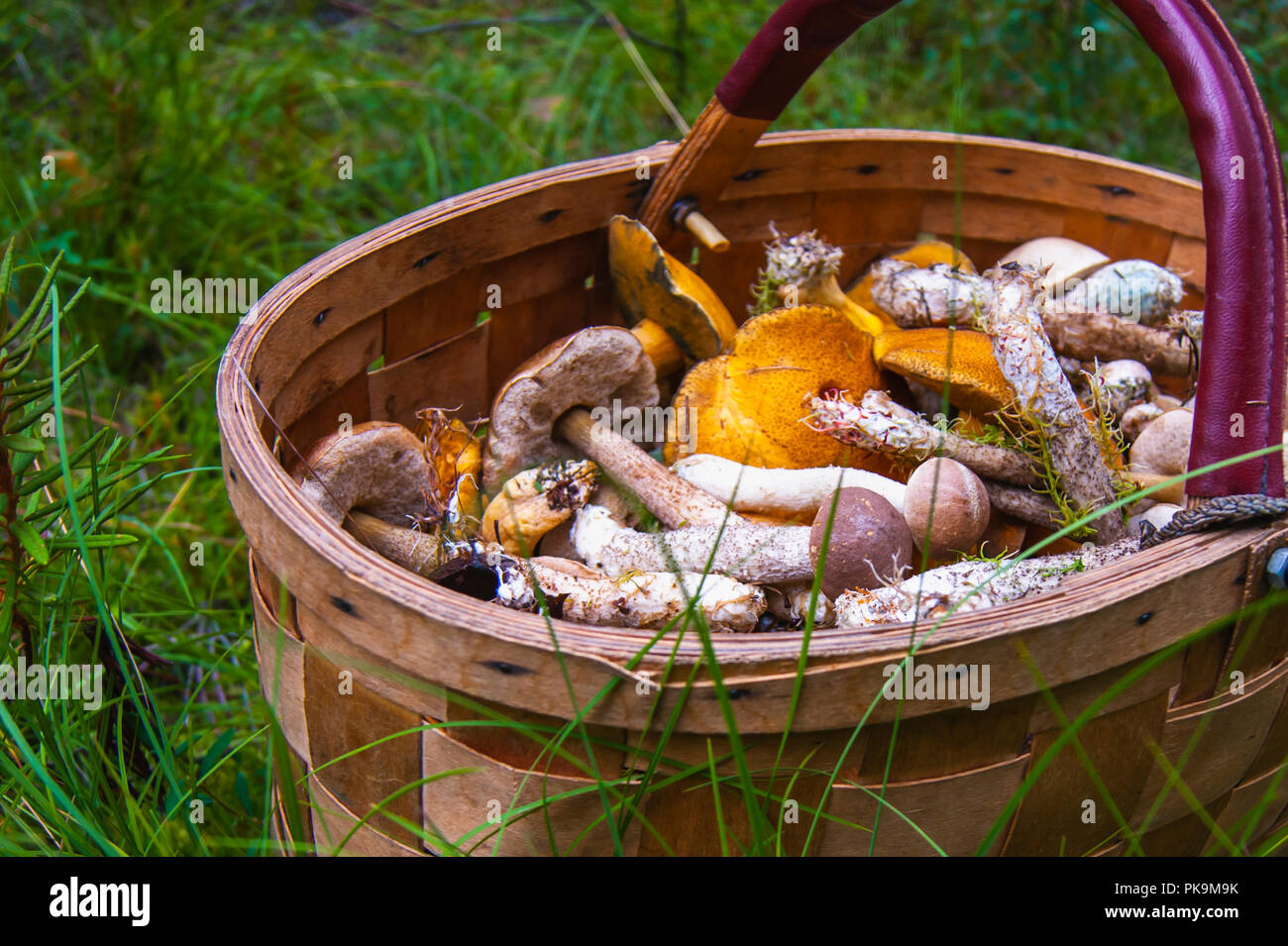 Korb mit Pilzen stand in Gras im Wald. Stockfoto