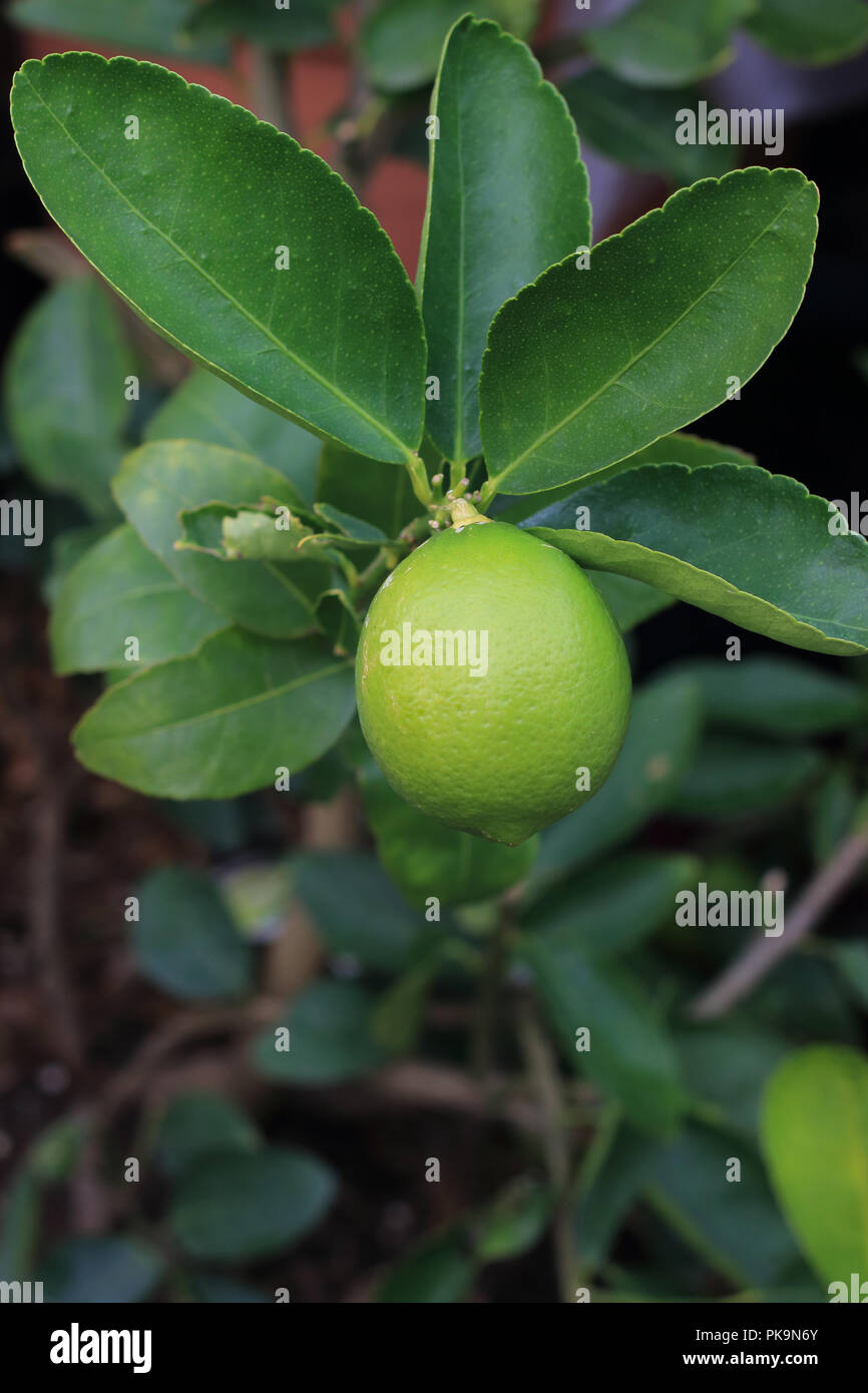 Citrus latifolia oder Tahitian Limes wachsen auf einem Baum Stockfoto