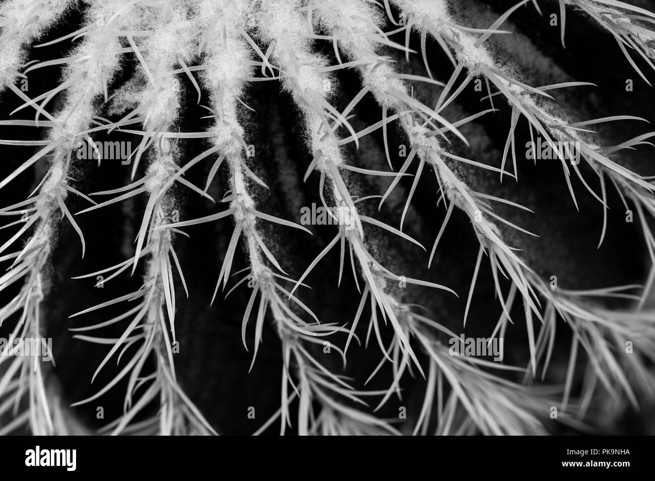 Agave Cactus, Barrel Kaktus, abstrakte close-up Stockfoto