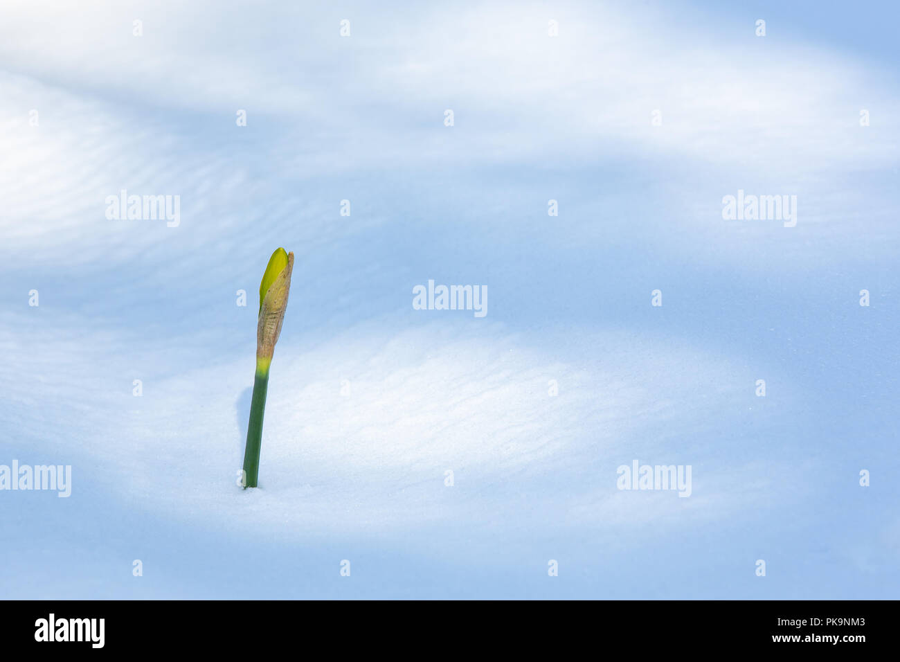 Narzisse Blume drücken thru Schnee nach Sturm Emma in Somerset, Großbritannien Stockfoto