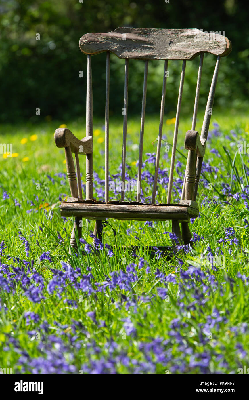 Holz- Schaukelstuhl in Bluebells [Hyacinthoides non-scripta] Stockfoto