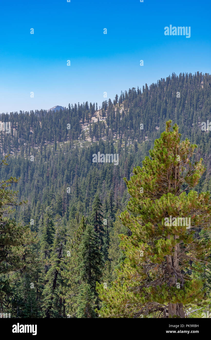 Portrait Ausblick auf den Wald Bild mit strahlend blauem Himmel Stockfoto