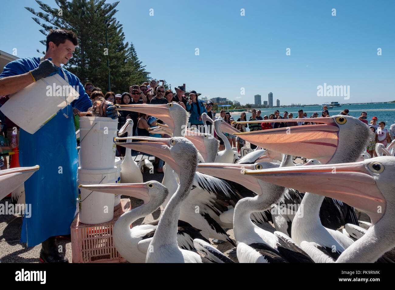 Wild Pelican Einziehen - Seevögel bei Ian Dipple Lagune, Marine Parade, Labrador, Gold Coast, Australien zugeführt wird Fisch verschrottet Stockfoto