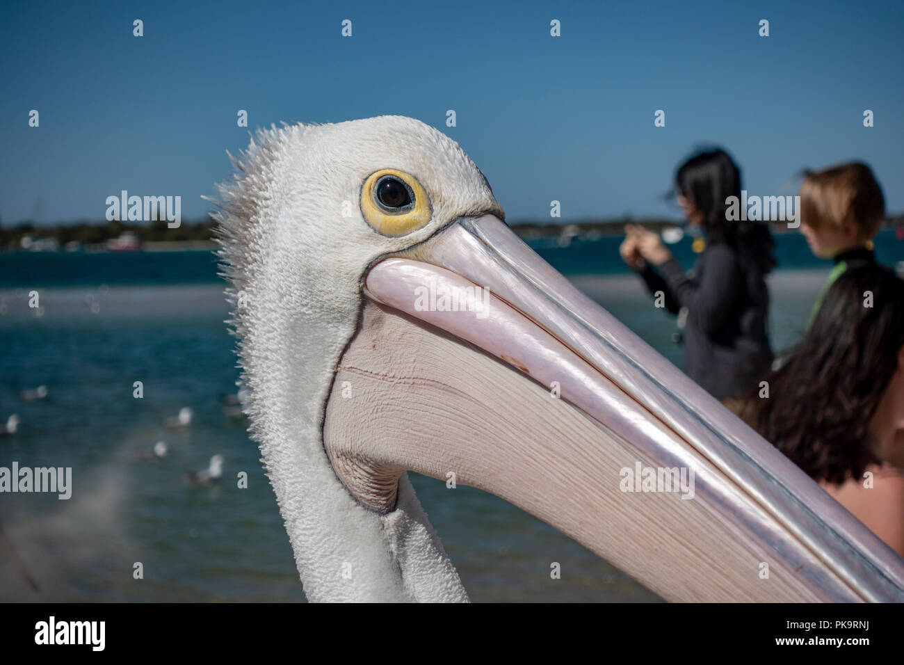 Wild Pelican Einziehen - Seevögel bei Ian Dipple Lagune, Marine Parade, Labrador, Gold Coast, Australien zugeführt wird Fisch verschrottet Stockfoto