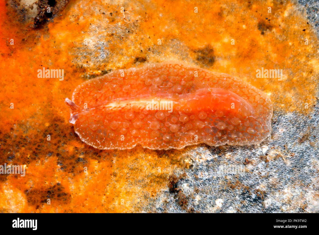 Marine Plattwurm, Thysanozoon sp. Erscheint eine unbeschriebene Arten. Tulamben, Bali, Indonesien. Bali Sea, Indischer Ozean Stockfoto