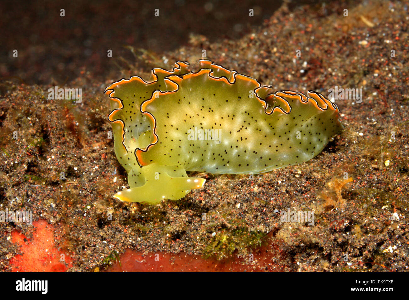 SAP-Sauger Slug, Elysia marginata. Zuvor als Elysia ornata beschrieben. Tulamen, Bali, Indonesien. Bali Meer, Stockfoto