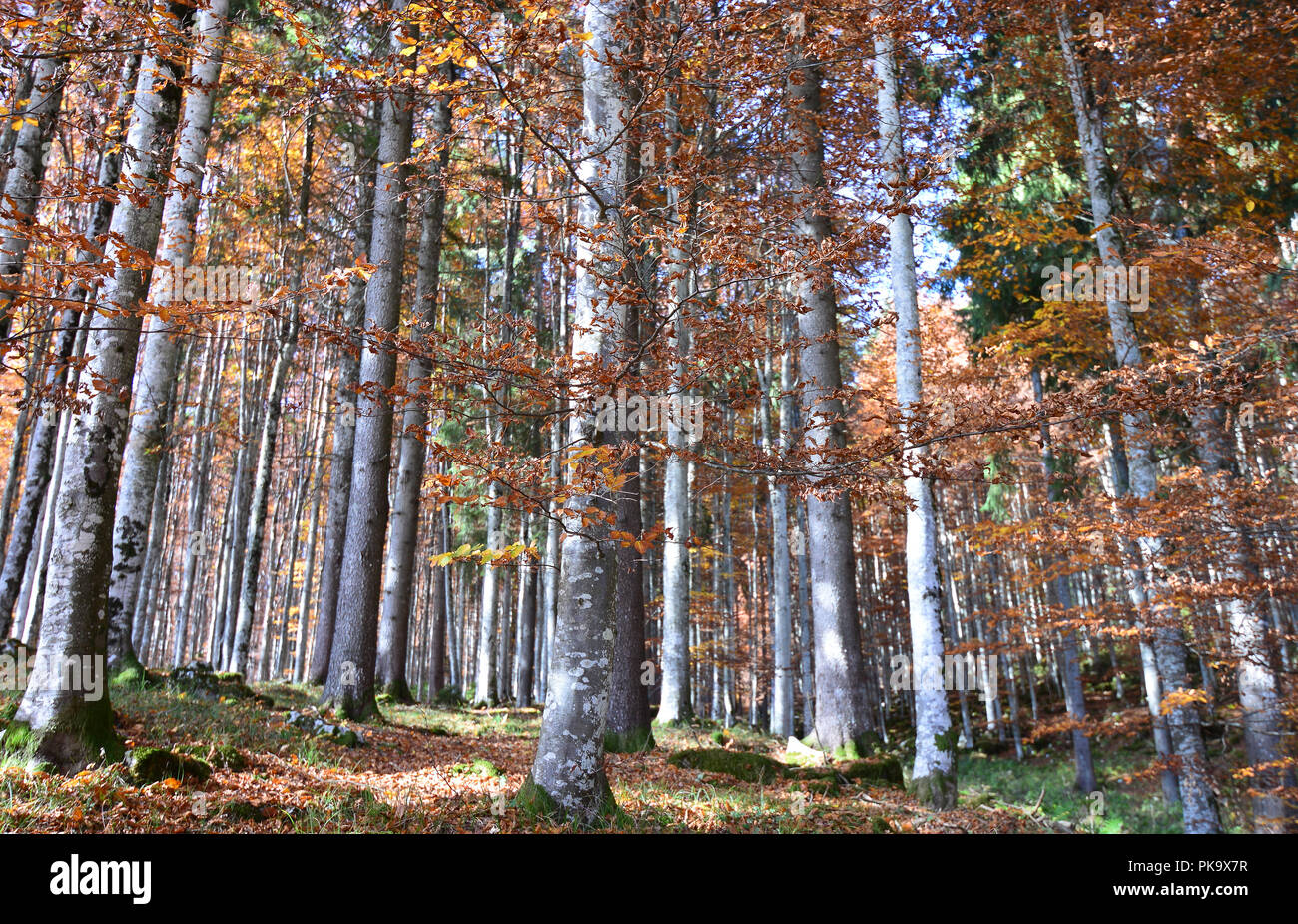 Einen schönen und farbenfrohen Herbst Stockfoto