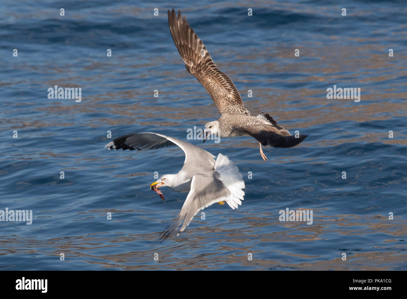 Yellow-legged Gull (Larus michahellis) Kommissionierung Nahrung von der Oberfläche des Meeres, während im Flug, während ein anderer versucht, die Lebensmittel zu stehlen. Stockfoto