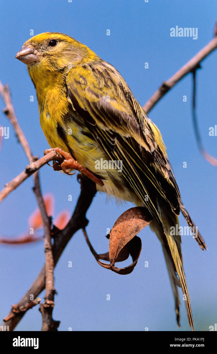 Europäischen Girlitz (Serinus serinus). Im südlichen Spanien. Europa Stockfoto