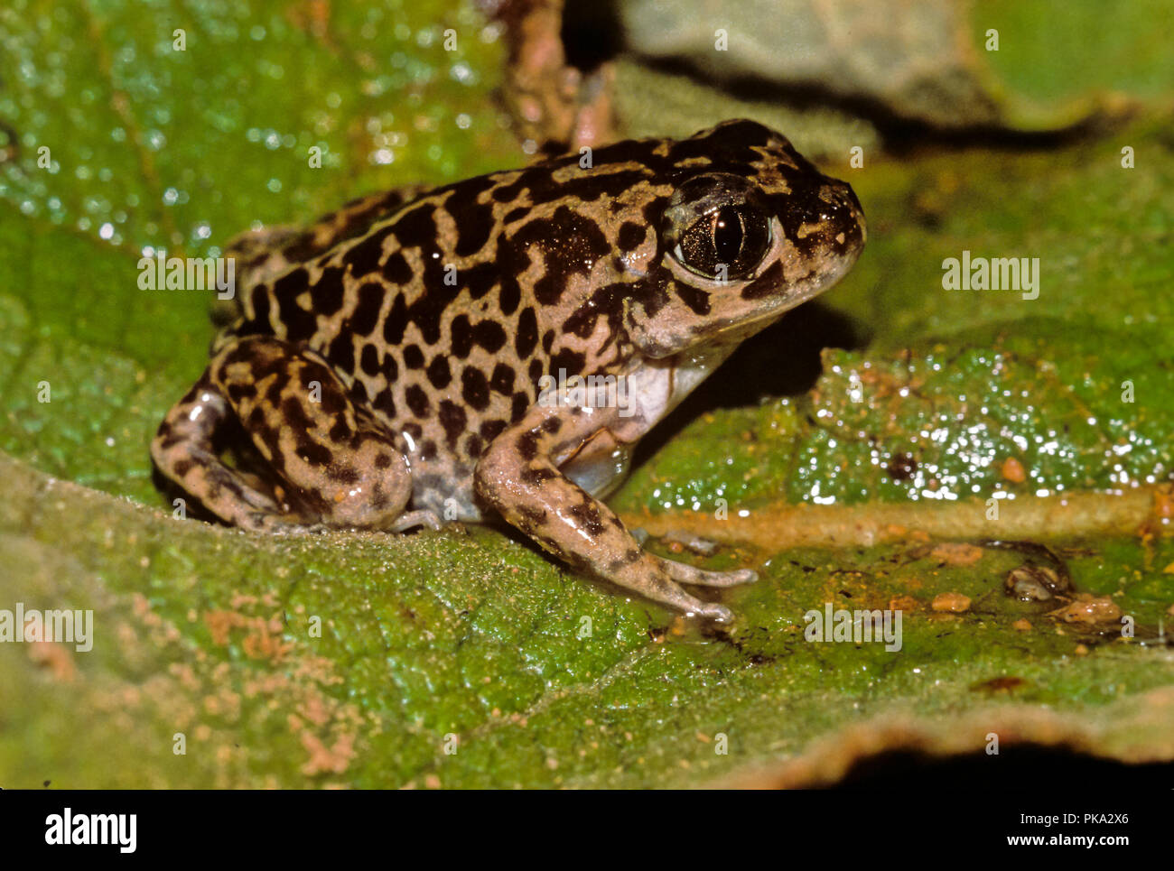 Iberischen spadefoot Toad (Pelobates cultripes). Im südlichen Spanien. Europa Stockfoto
