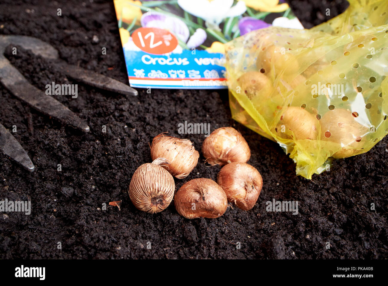 Pflanzung im Frühjahr blühende Krokusse Blumenzwiebeln im Herbst in einem Garten in Großbritannien Stockfoto