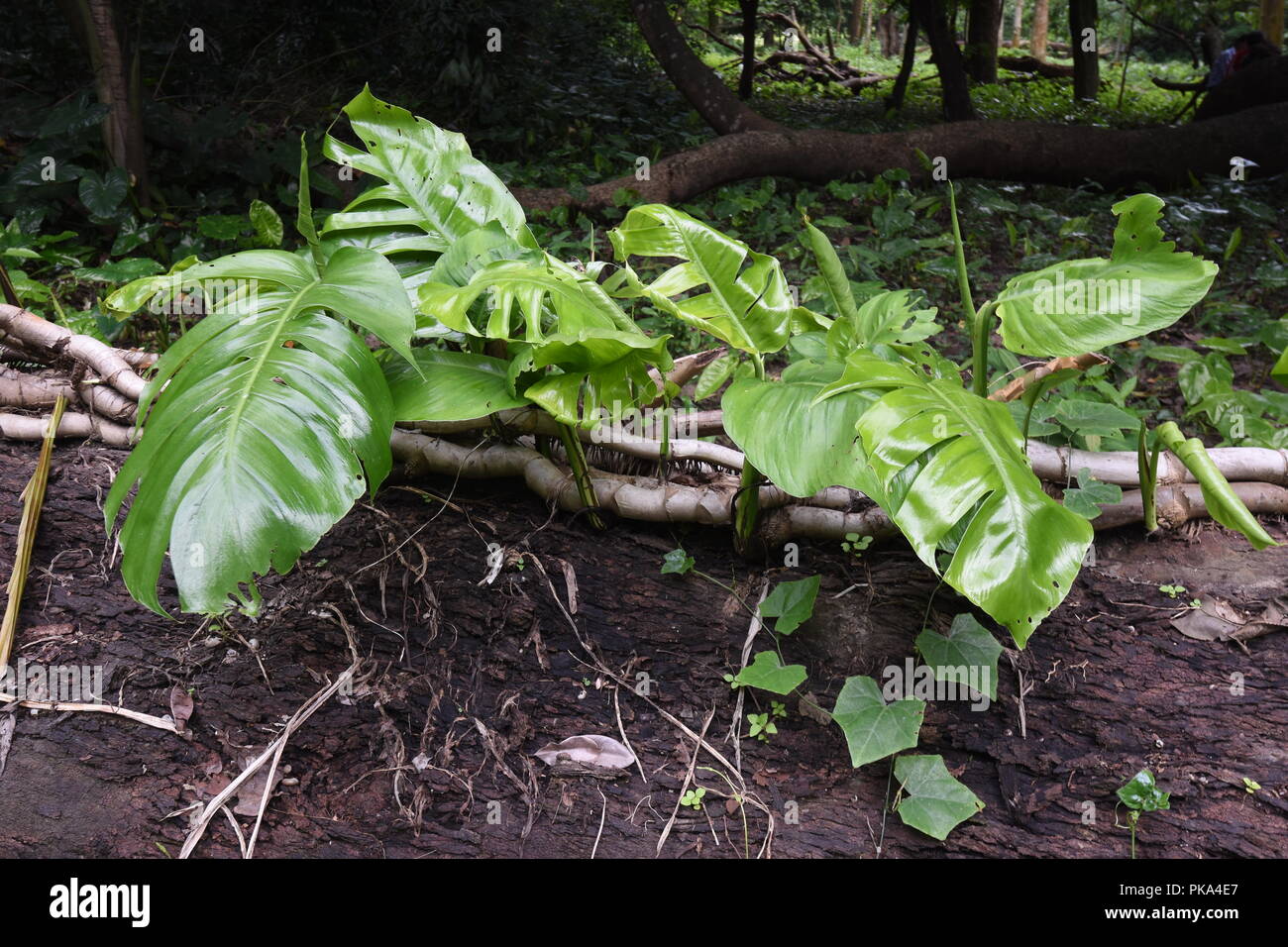 riesen monstera kaufen Monstera Deliciosa XXL 150 cm kaufen – Große tropische Zimmerpflanze –  PlantmyHome