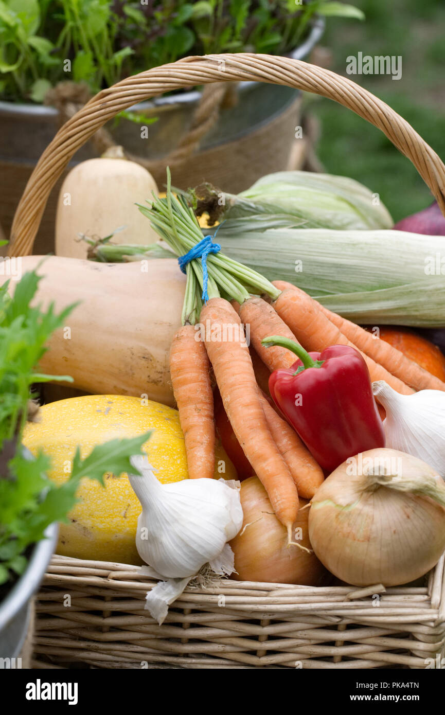 Ernte Korb mit einer Auswahl von Großbritannien angebautem Gemüse. Stockfoto