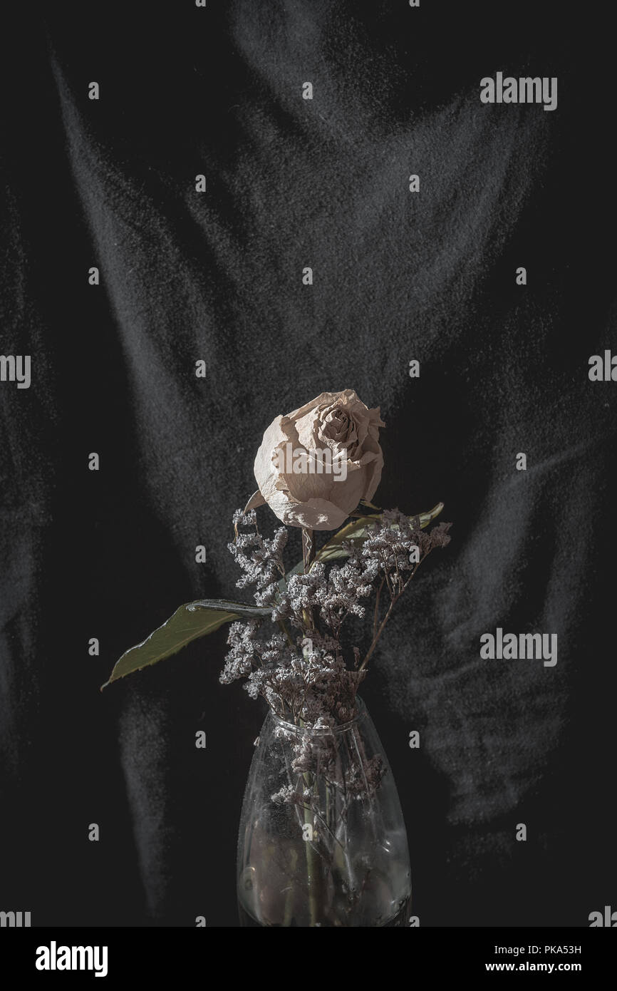 Trockene weiße Rose im Glas Vase mit schwarzem Hintergrund Stockfoto Trockene weiße Rose im Glas Vase mit schwarzem Hintergrund Stockfoto