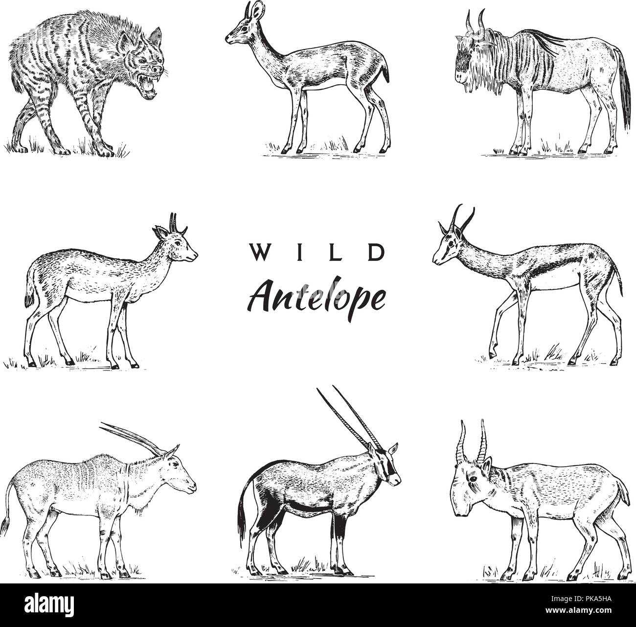 Afrikanischer Wilder Antilopen, Rotwild oder Doe. Duiker und Springböcke. Ein Tier im Safari. Vintage Säugetier, graviert Hand gezeichnet Alte monochrom Skizze für das Label. Stock Vektor