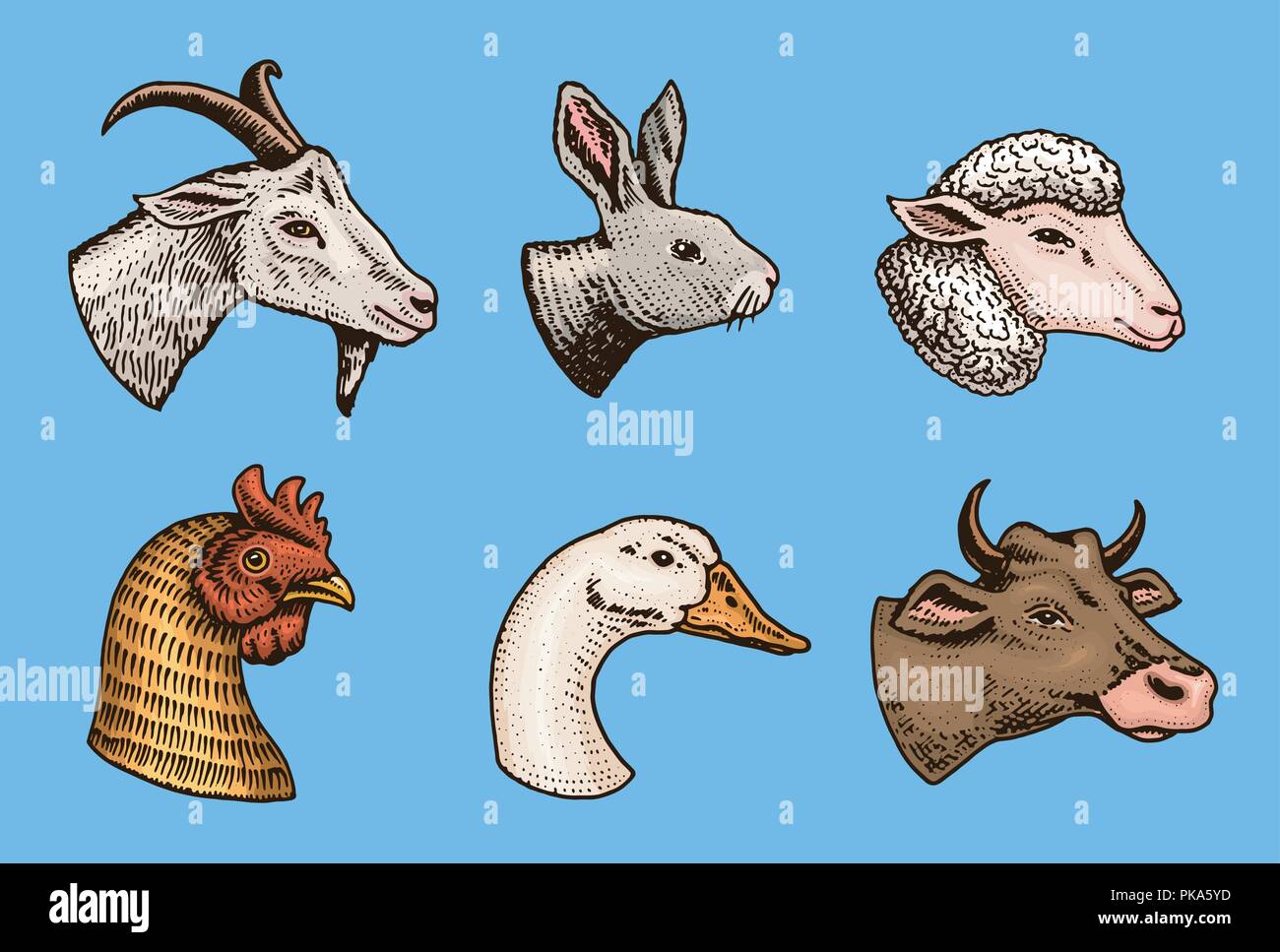 Bauernhof Tiere. Kopf von einem Hausschwein Ziege Kuh Kaninchen Schafe. Logos und Embleme für Schild. Satz von Symbolen für das Menü. graviert Hand in alte Skizze vintage Stil gezeichnet. Stock Vektor
