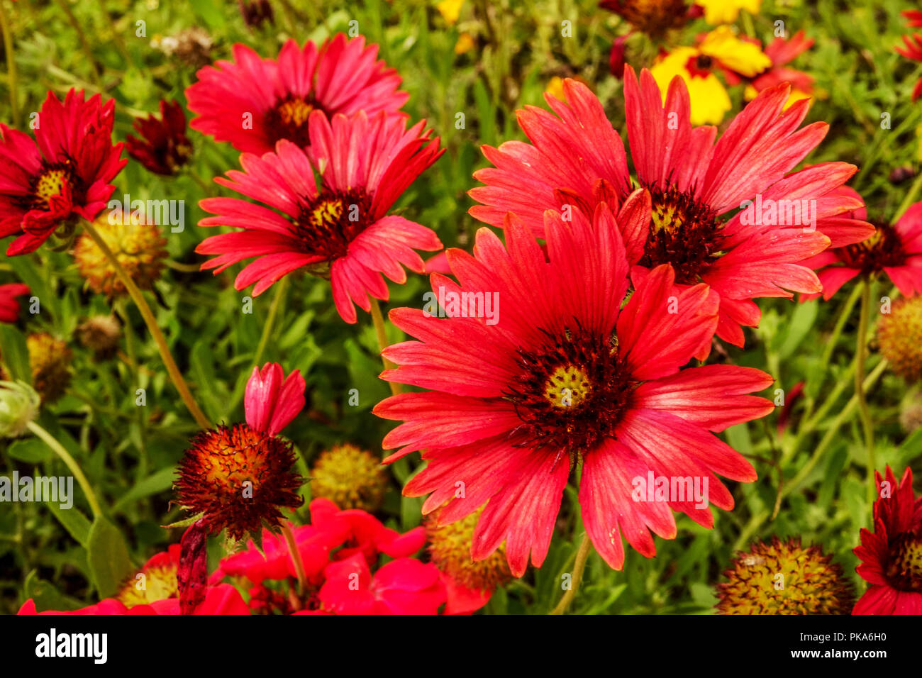 Decke Blume, Gaillardia pulchella, "Blut rot' Stockfoto
