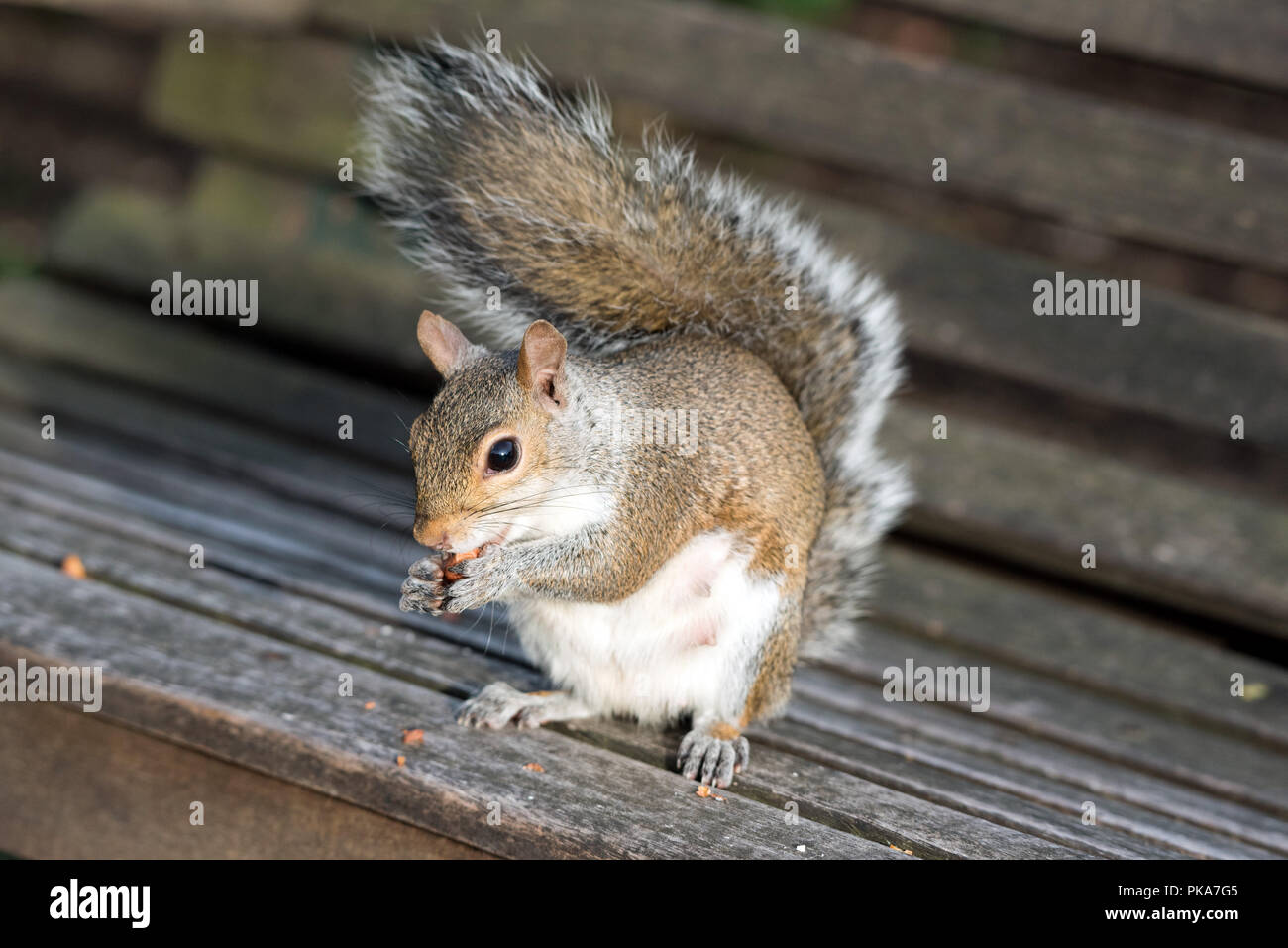 Graue Eichhörnchen Sciurus carolinensis auf Parkbank essen Muttern Stockfoto