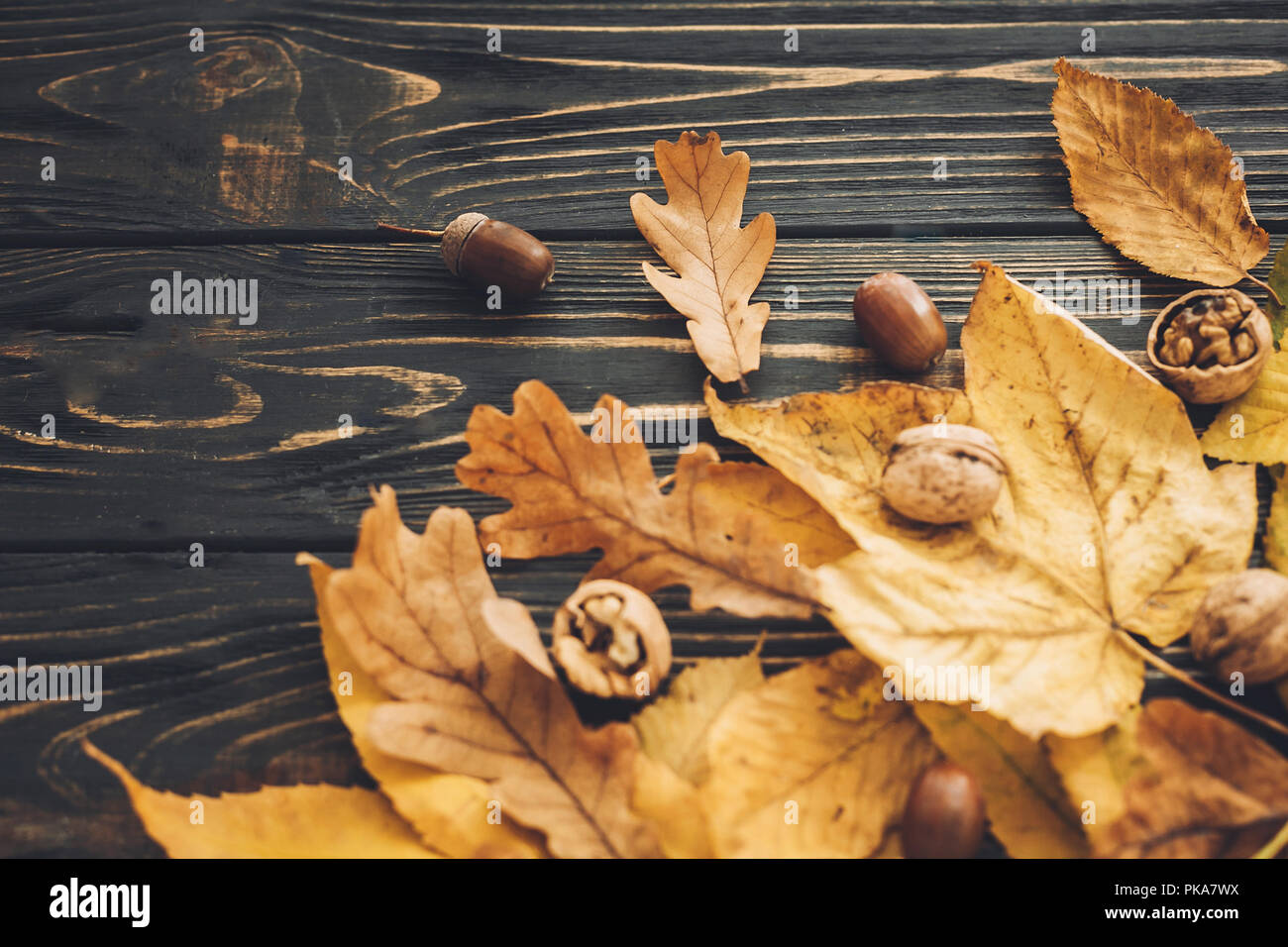 Hallo Herbst. Leuchtend bunte Blätter im Herbst mit Eicheln und Nüsse auf rustikalen Holzmöbeln Hintergrund. Herbst Bild. Die Zeit der Ernte. Happy Thanksgiving. Gruß c Stockfoto