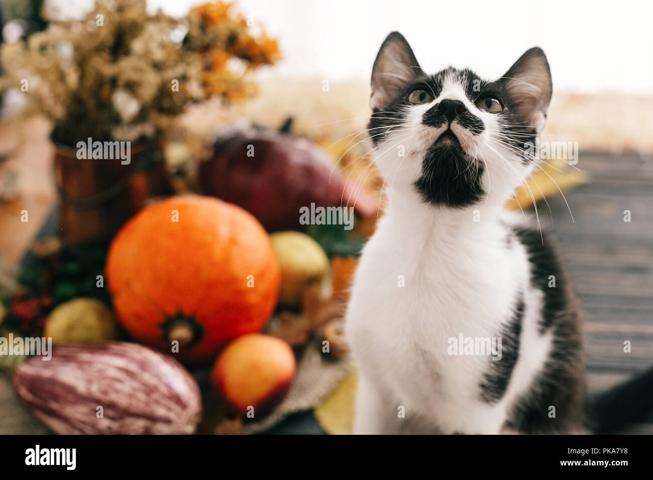 Cute Funny Cat am schönen Kürbis in Licht, Gemüse auf hellen Herbst Blätter, Eicheln, Nüsse auf Holz- rustikalen Tisch. Hallo Herbst. Herbst Meere Stockfoto