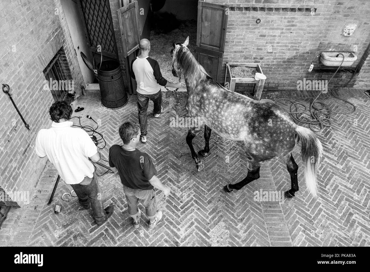 Bräutigam aus der Lupa (sie Wolf) Contrada bereiten Ihre Pferd, Palio di Siena, Siena, Italien Stockfoto