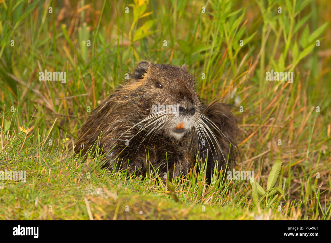 Nutria, Brian Stand State Park, Illinois Stockfoto