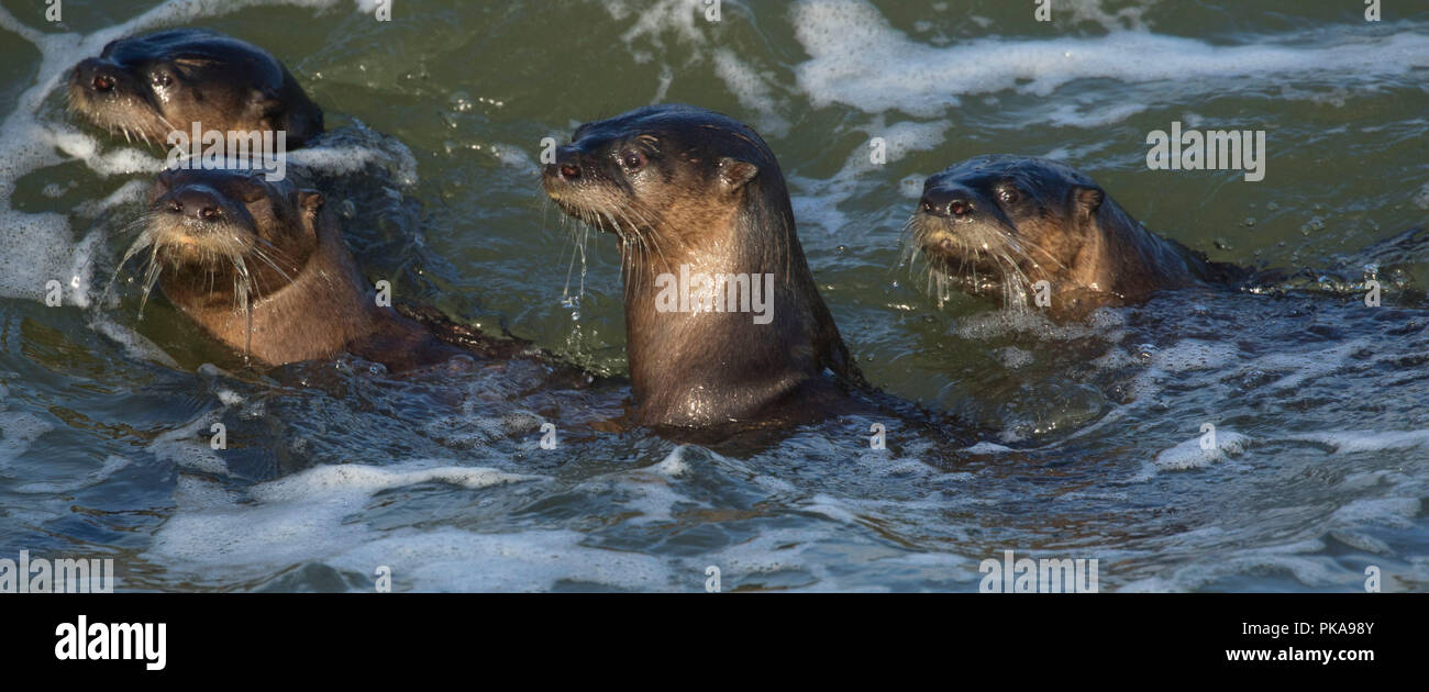 River Otter, Yachats State Park, Illinois Stockfoto