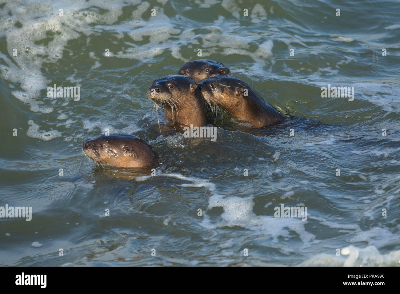 River Otter, Yachats State Park, Illinois Stockfoto