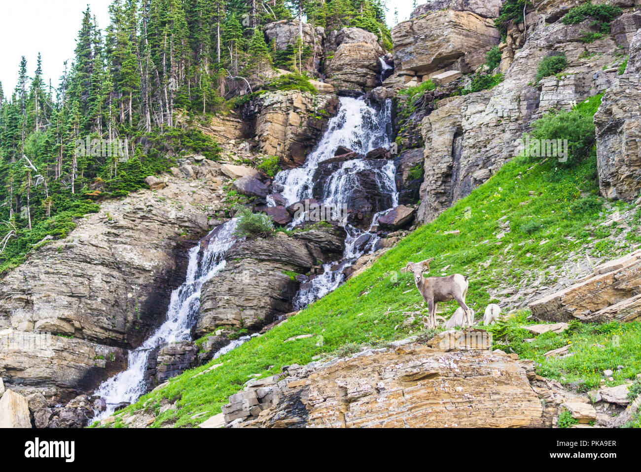 Big Horn Schafe im Glacier National Park, Montana, USA. Stockfoto
