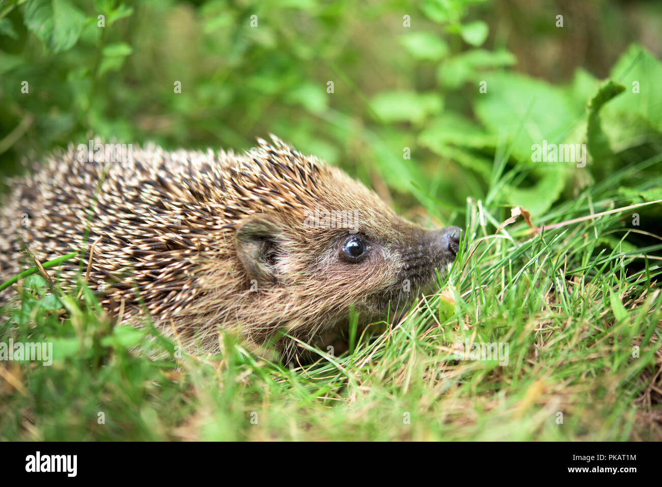 Süßer igel -Fotos und -Bildmaterial in hoher Auflösung – Alamy