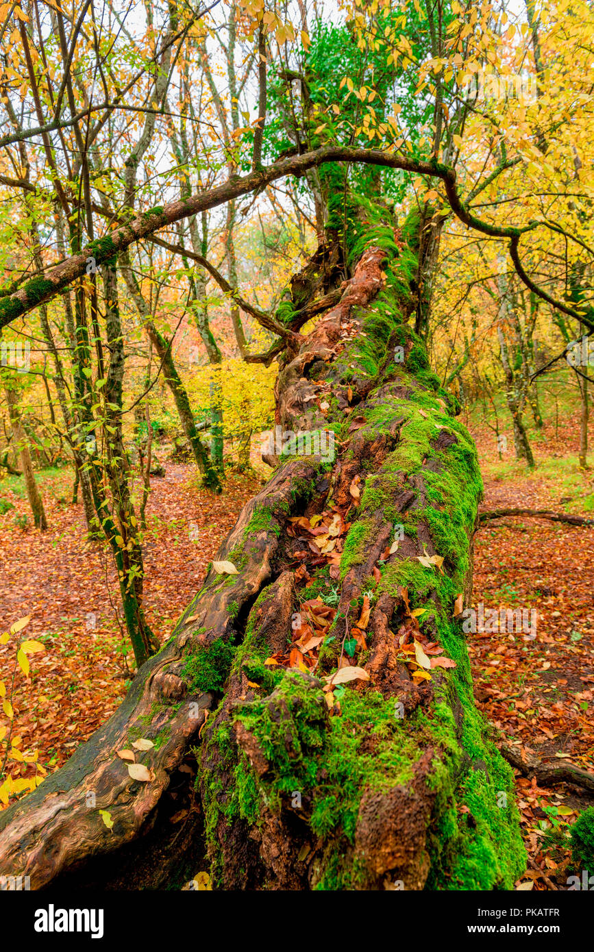 Ein großer alter Baum mit Moss in einem Herbst Wald bedeckt Stockfoto
